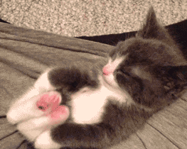 gato,sueño,estirarse