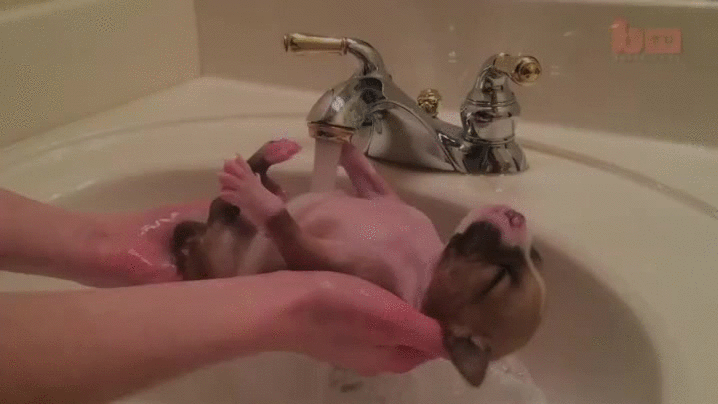 baño,cachorro,perro,relajar