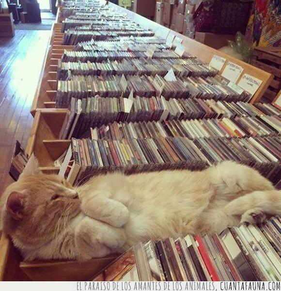 cd,gato,música,tumbado