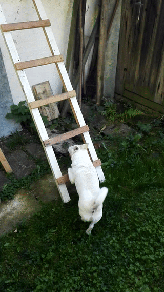 escaleras,gato,perro,subir