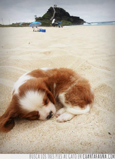 arena,dormir,perro,playa,relajado,siesta,verano