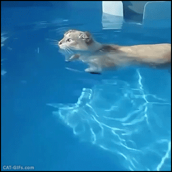 gato,nadar,piscina