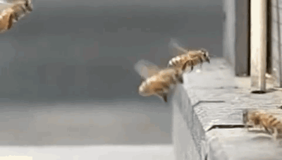 abejas,cámara lenta,choque,colisión