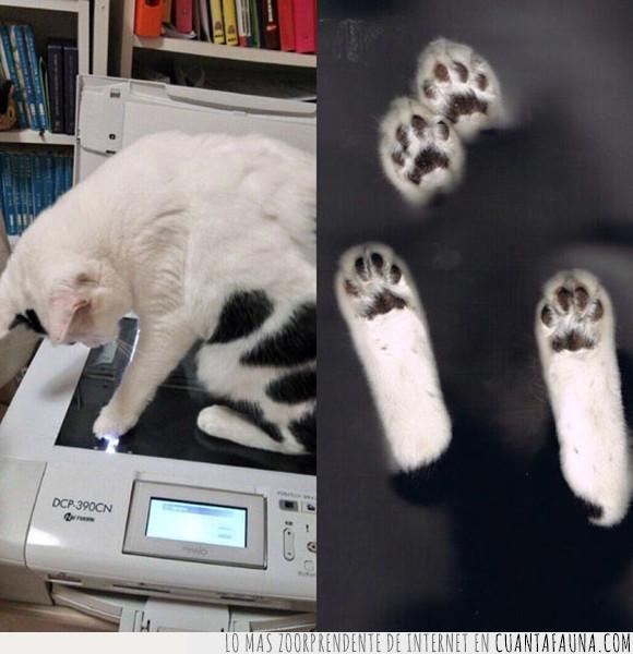 curiosidad,escaner,gato,patas