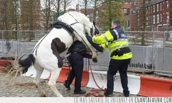 caballo,police,policia,wtf