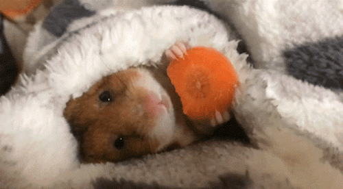 hamster,sueño,manta,comida