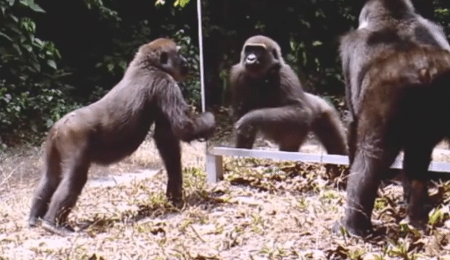 espejo,gorila,reacció,reflejo