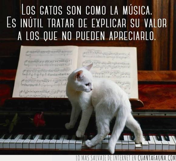 gatos,mascotas,música