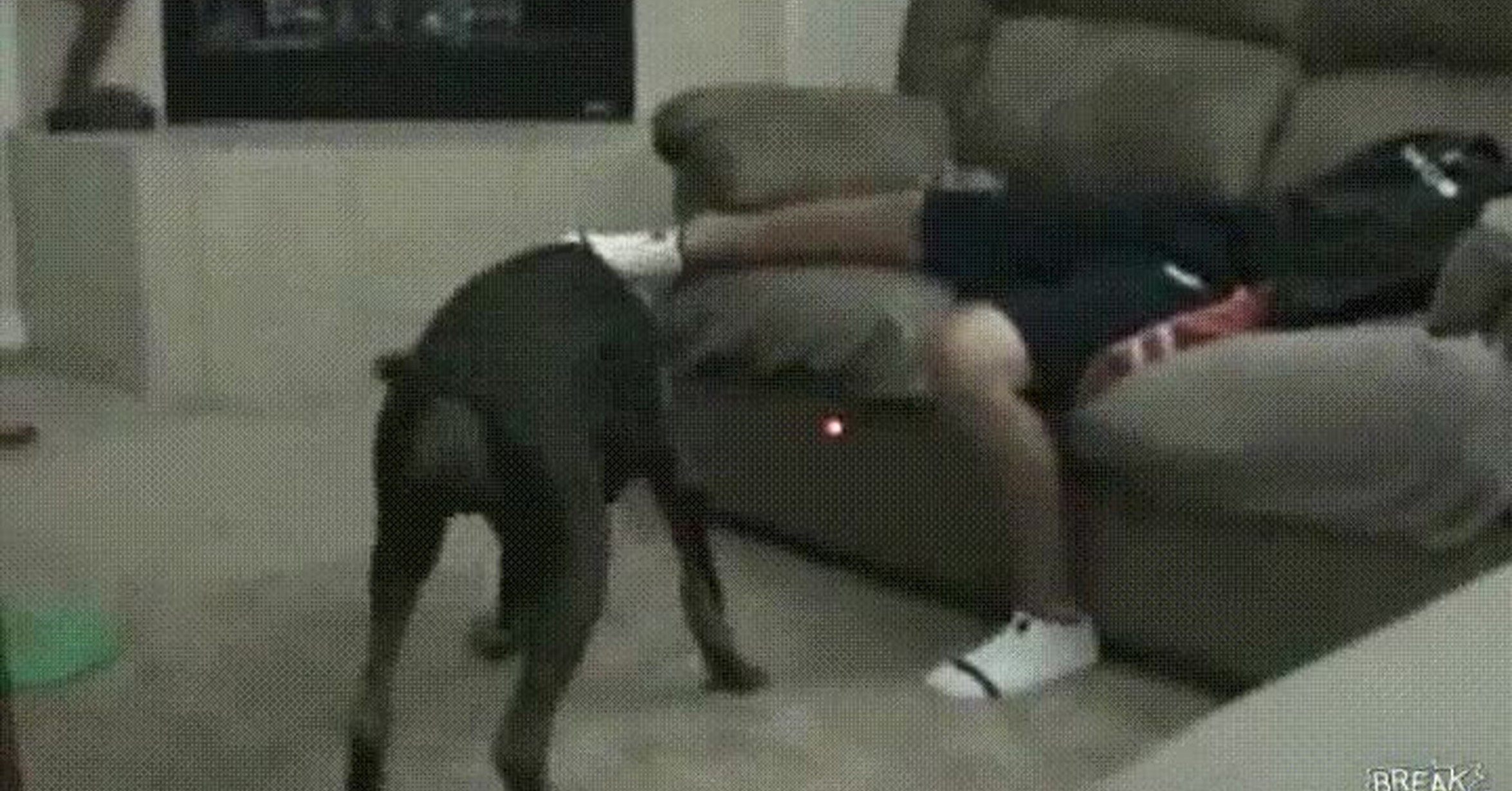 видео где человек трахает собаку фото 100