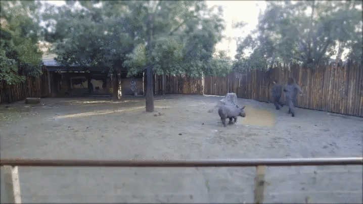 rinoceronte,bebé,perseguir,jugar