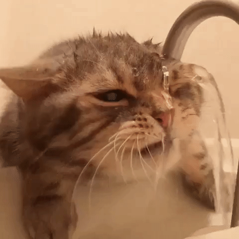gato,agua,seco,sed