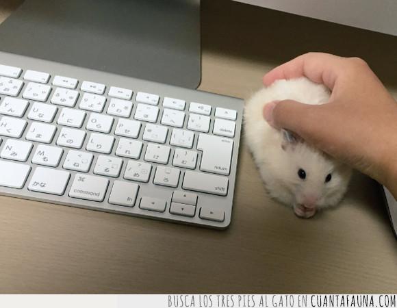 hamsters,lindo,mouse,pc,raton