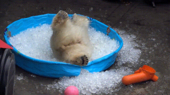 baño,hielo,mejor,nada,oso,polar