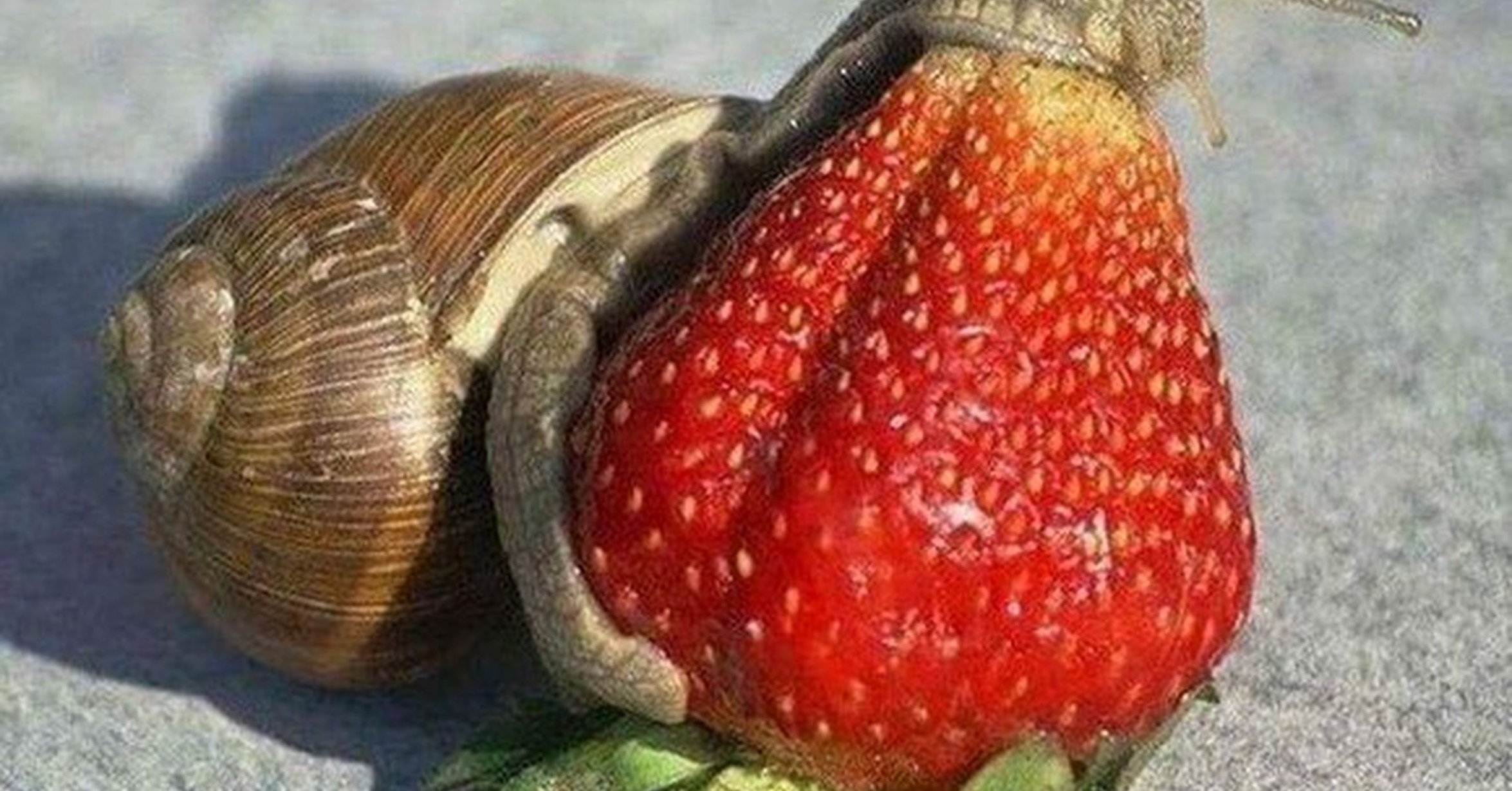 Улитка ест яблоко