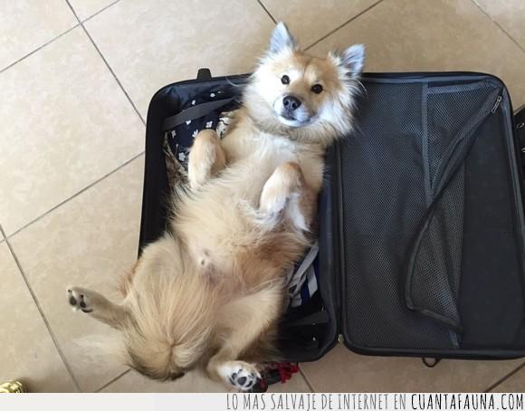 equipaje,maleta,perro