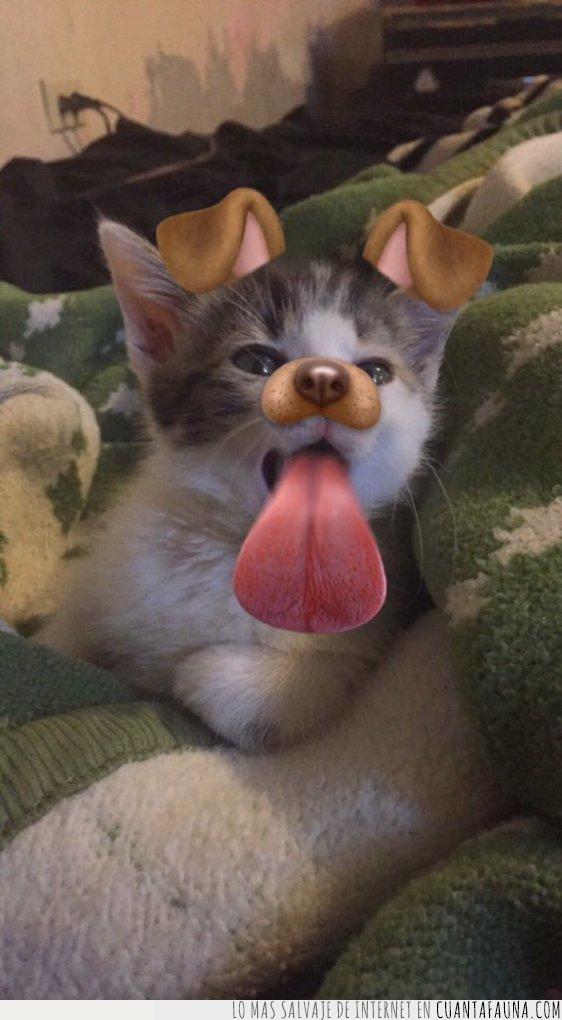 gato,filtro,snapchat,cara,perro,lengua