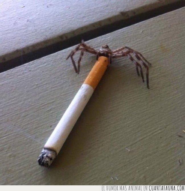 araña,barrio,fumar,morder,spiderman,tabaco