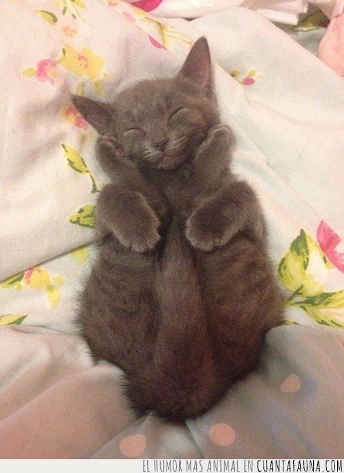 gato,patas,cara,feliz,dormido
