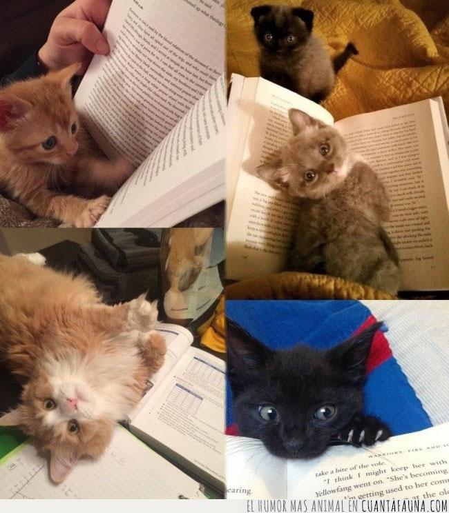 gatos,leer,gato,lectura,hilo,razón,difícil,imposible