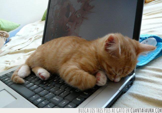 gato,ordenador,portátil,descansar,dormir,semana,cualquier