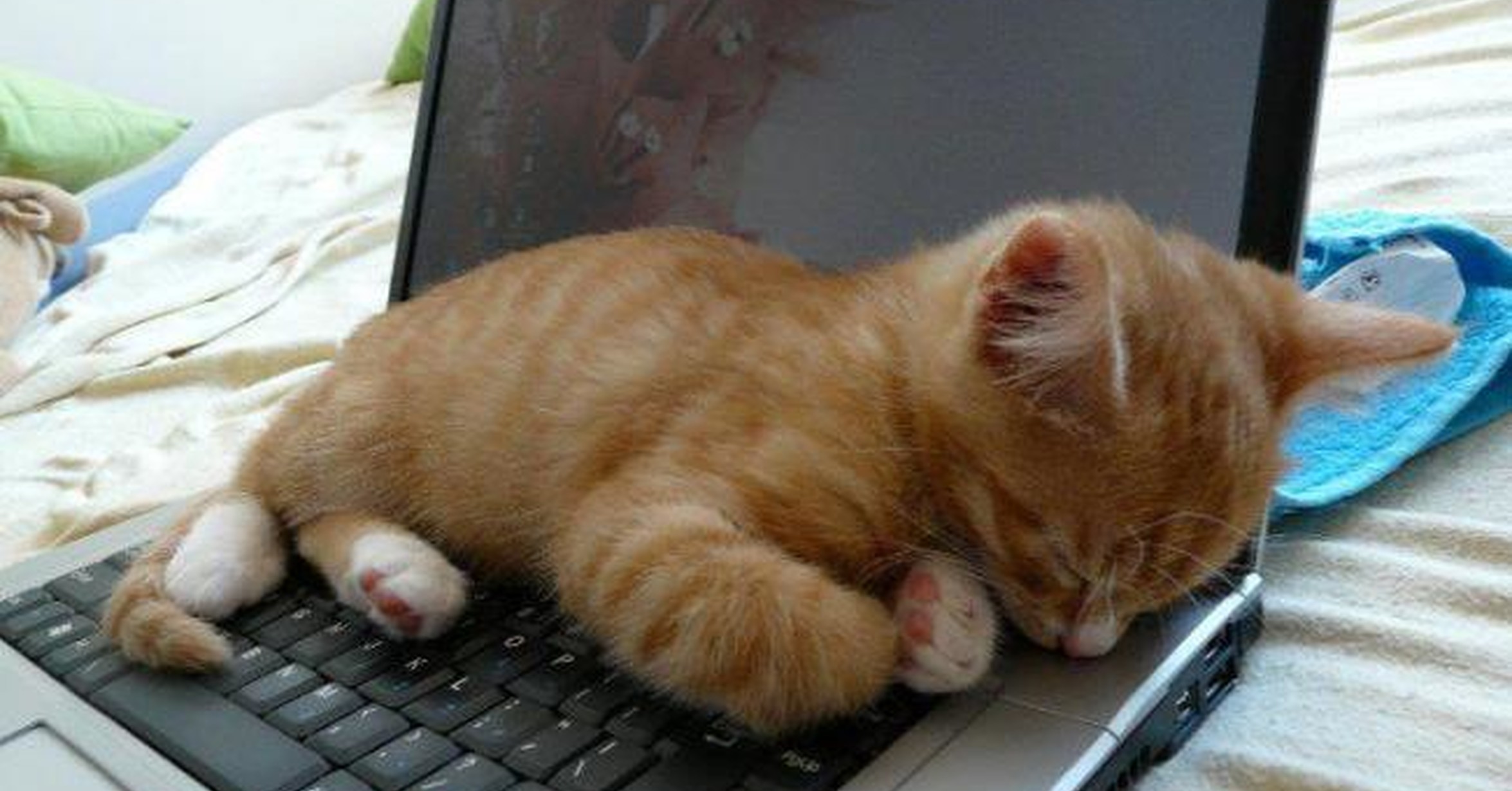 Котик спит на компьютере