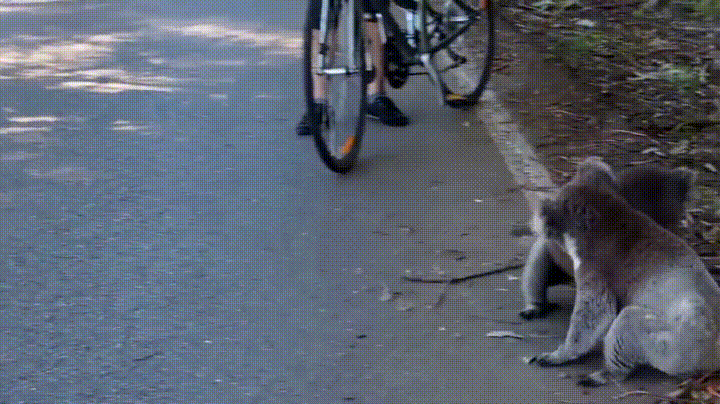 carretera,ciclista,koalas,pela,violenta