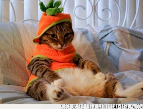 disfraz,gato,halloween,zanahoria