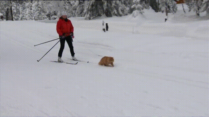 encantar,esquiar,gato,jesper,nieve,noruega