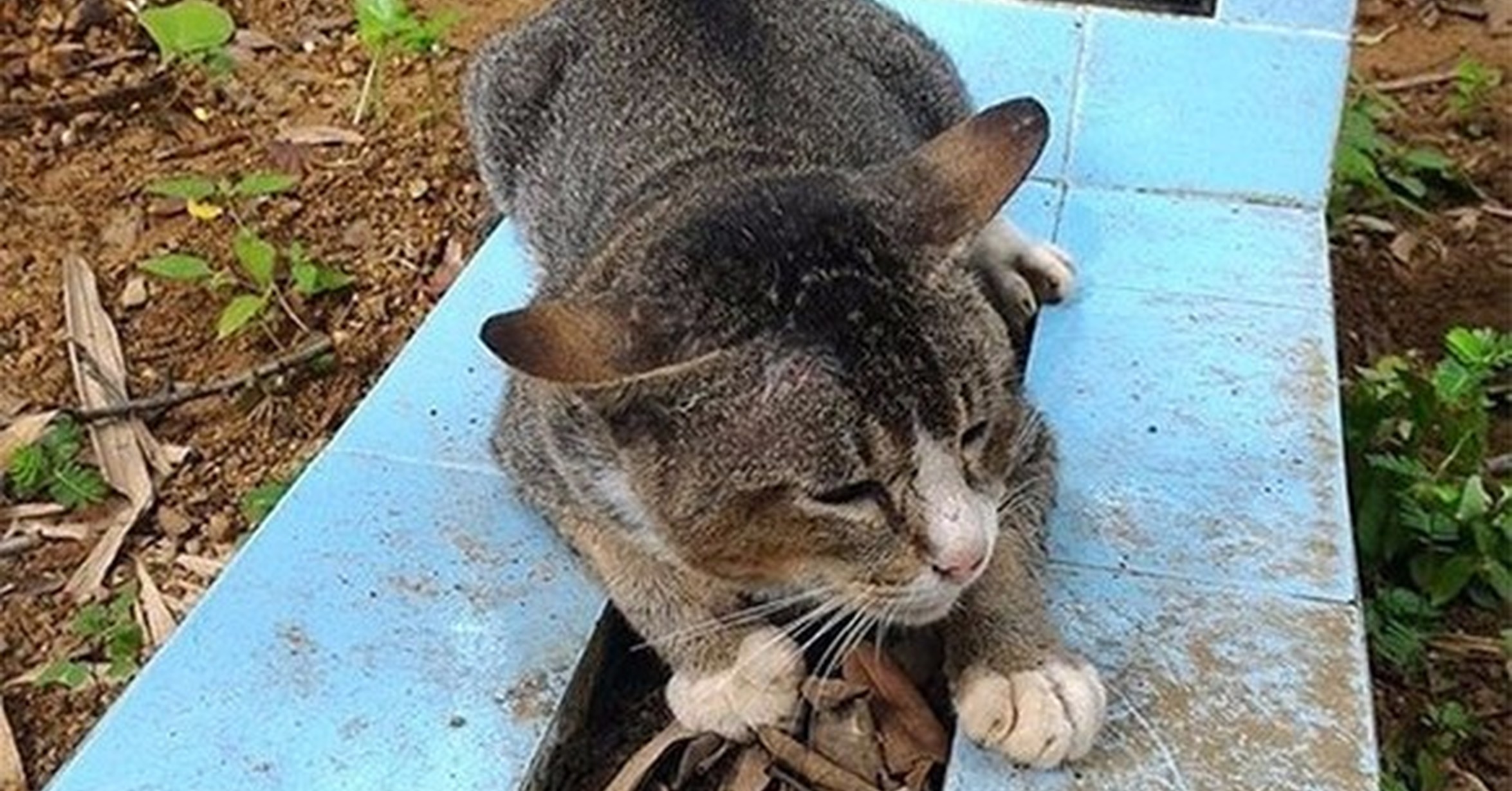 Рыжий кот в слезах. Кошачья могила. Кот умерший хозяин. Собака ждала хозяина 2 года. Кот вспомнил.