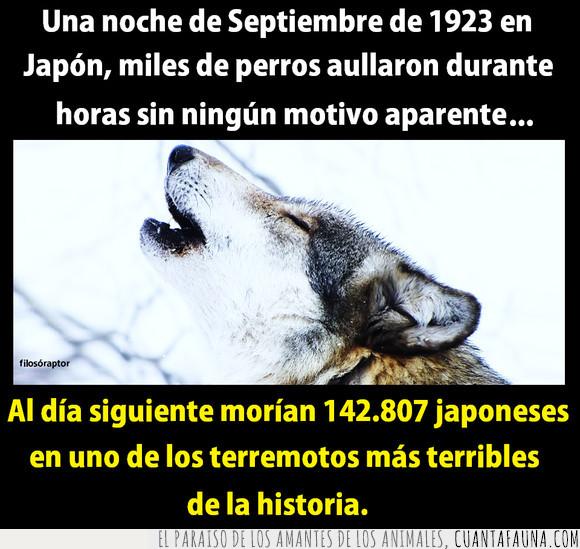 japoneses,lobos,septiembre de 1923,terremoto