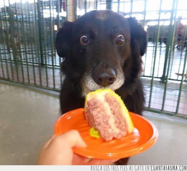 cara,perro,ojos,mirada,pastel