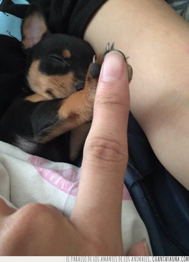 perro,pequeño,dormido,choca,patita,dedo,high five