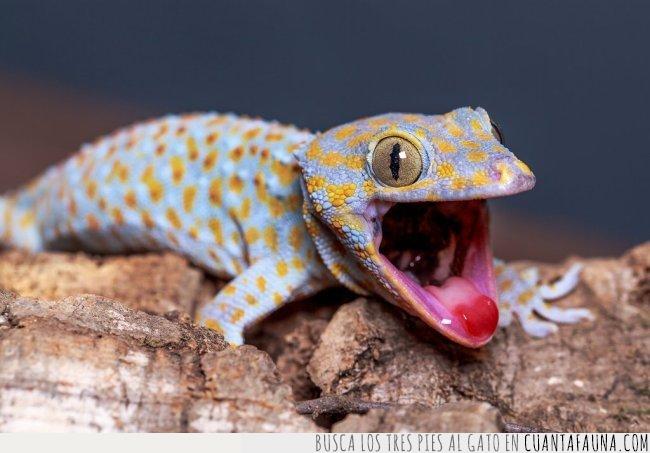 gecko,tokay,colores,azul,amarillo,LSD