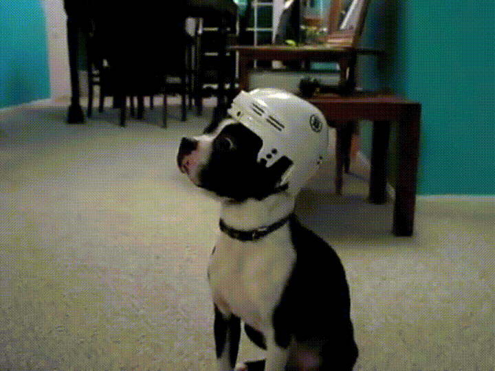 casco,hockey,perros,sorprendido