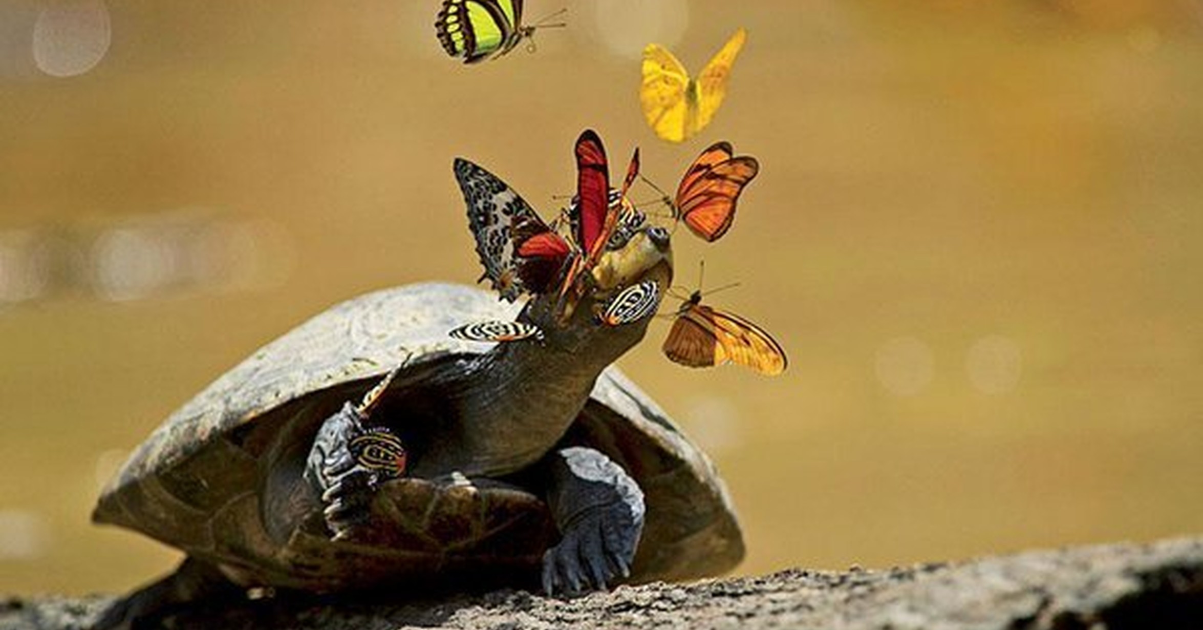 Черепахи примет. Черепаха. Красивые черепахи. Бабочки пьют слезы черепах. Черепаха и бабочка.