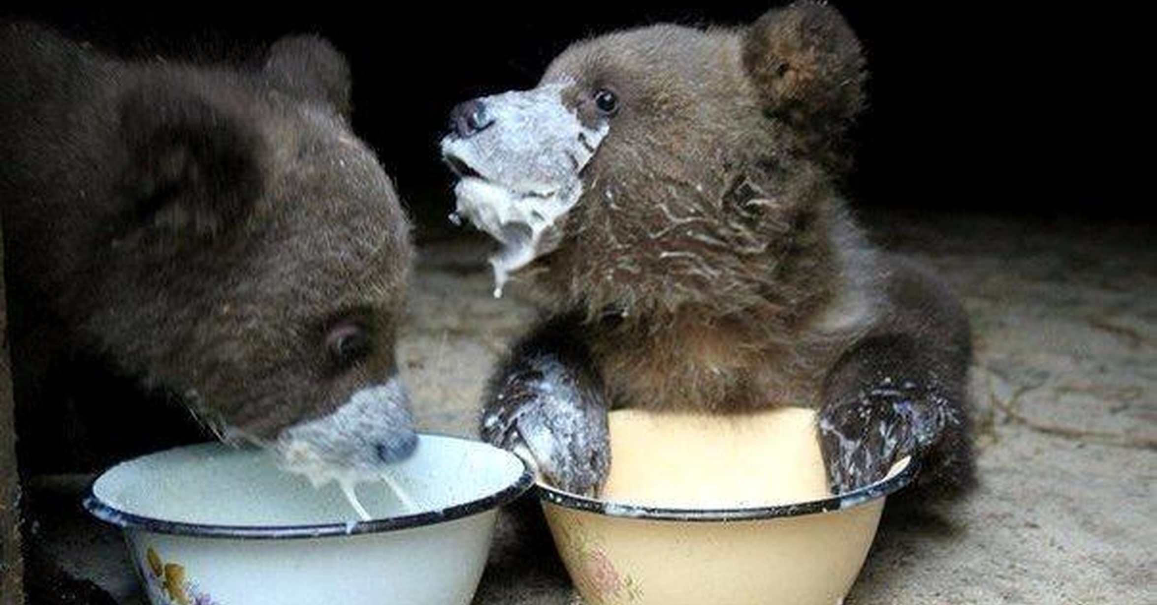 еда медведя. медвежонок кушает. медведь ест. медвежонок за столом. мишка тедди с мороженым.