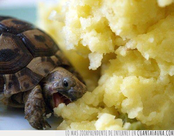 46183 - A veces, nuestro plato favorito no tiene que ser el más elaborado: puré de patatas para esta tortuga