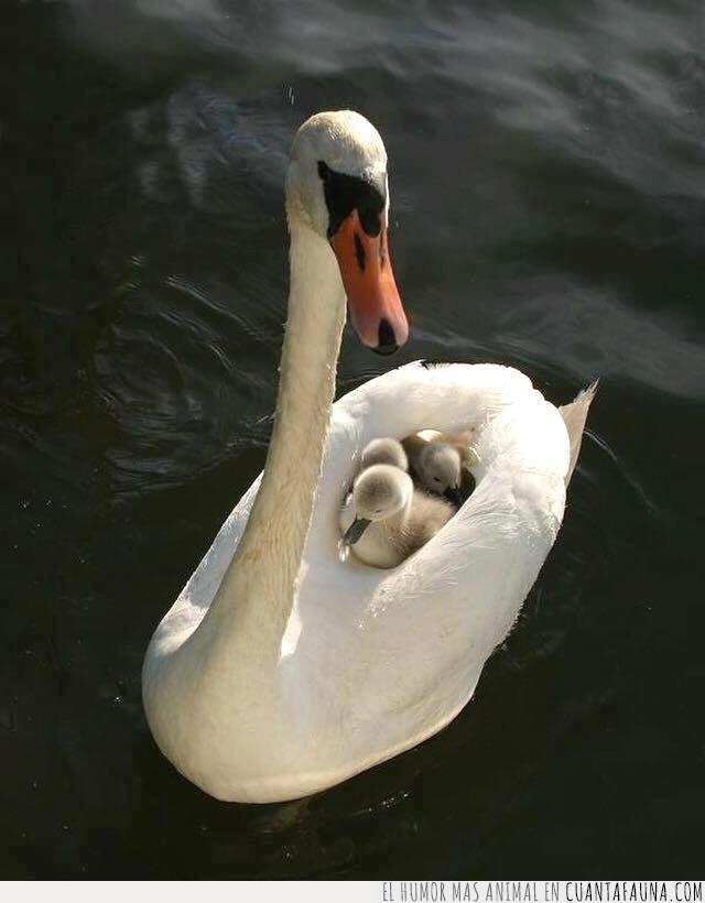 cisne,crías,bebé,paseo,madre,alas,proteger,nadar