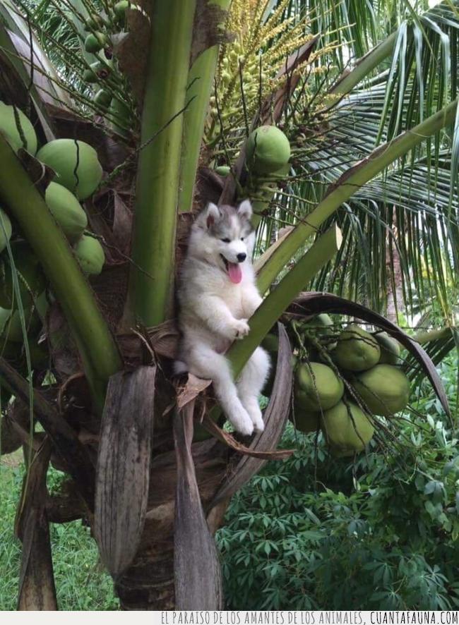 husky,palmera,árbol,cocos,subido,rama
