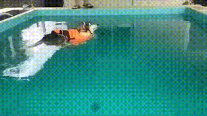 flotar,nadar,perro,piscina