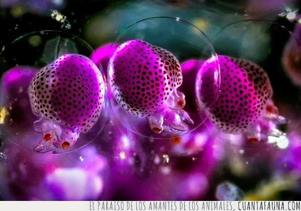 medusa,bebés,crías,pequeñas,bonito