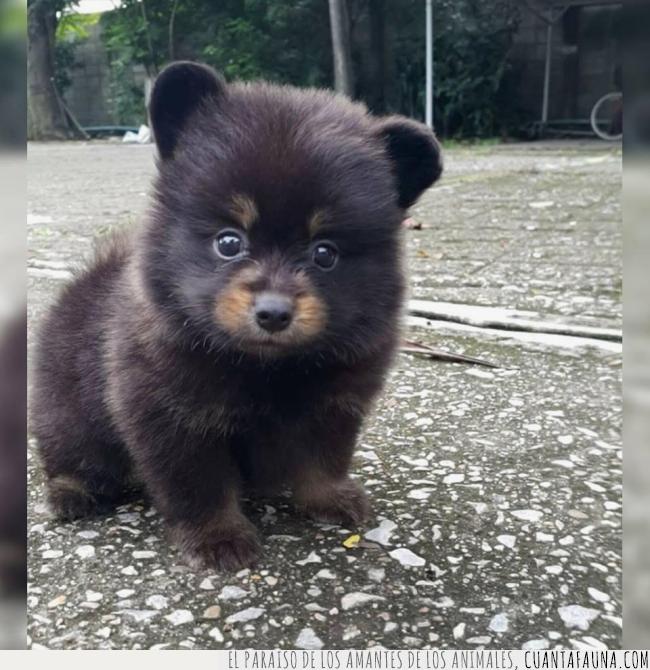 perritos como ositos