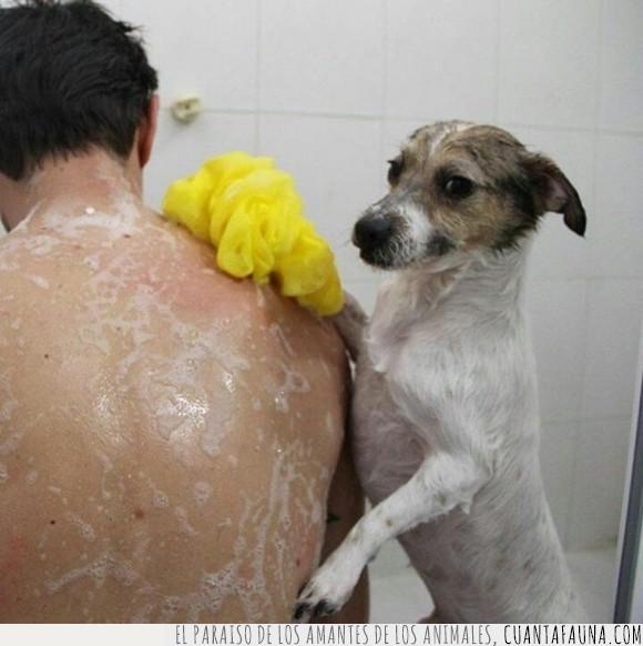 bañar,humano,humor,perro