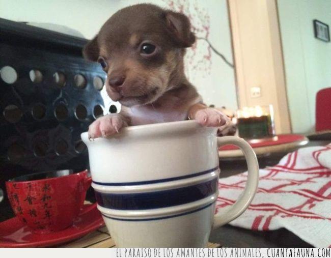taza,leche,corto,tomar,merendar,café,cachorro,perro