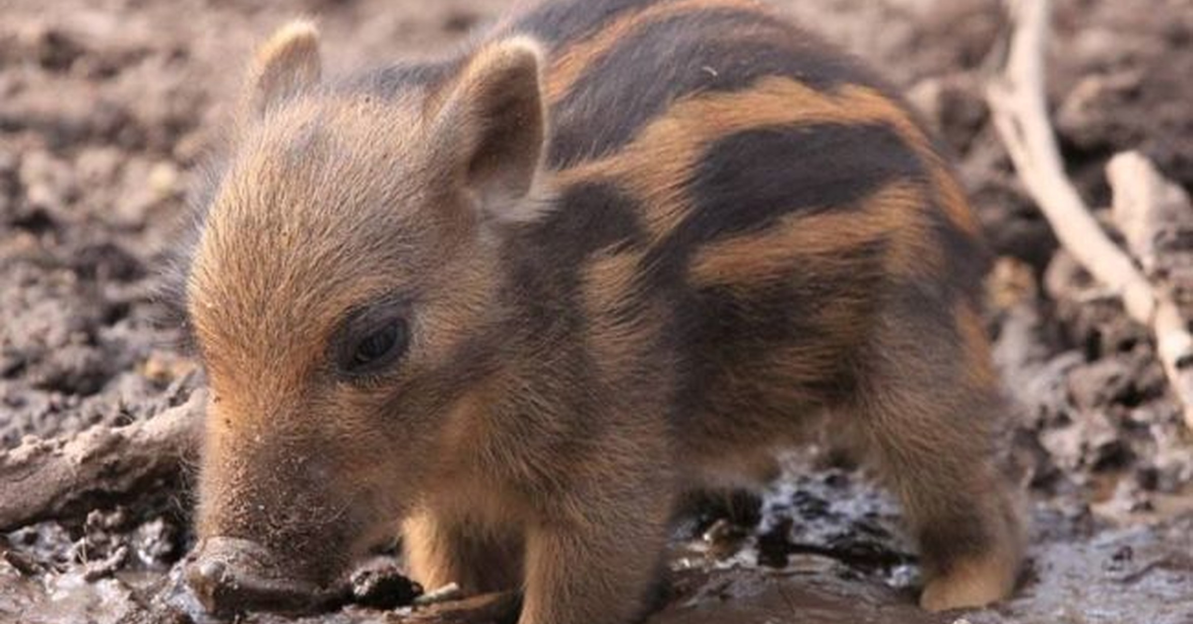 Cuánta Fauna > Este pequeño jabalí”></p>
<p>Cuánta Fauna > Este pequeño jabalí seguro que hace que mejore tu día</p>
<p></center></br></p>
<p><center><img decoding=