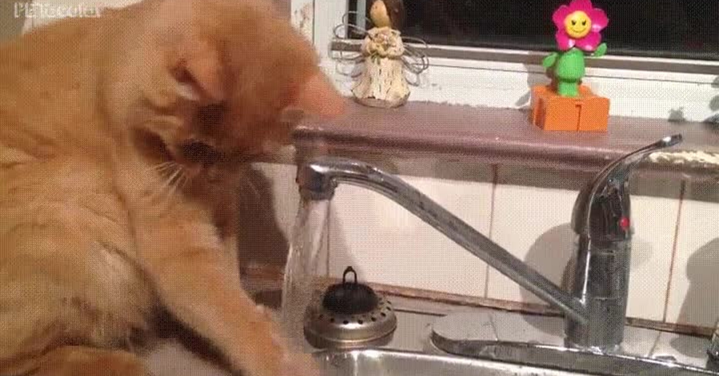 Пьет ли кошка воду. Гифка котик и вода из крана. Кот пьет воду. Кот пьет воду из крана. Смешной кот пьет воду.