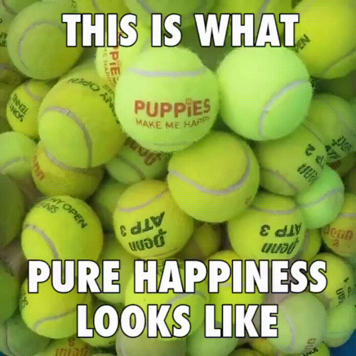 cubo,felicidad,paraíso,pelotas,perros