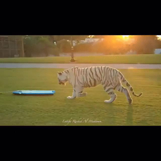 random,surf,tabla,tigre