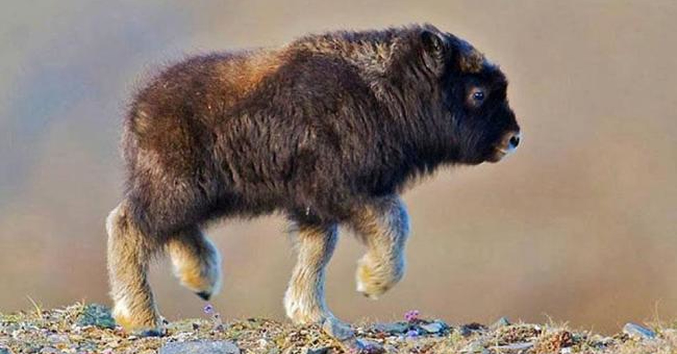 Cuánta Fauna > Un bebé bisonte feliz porque es domingo