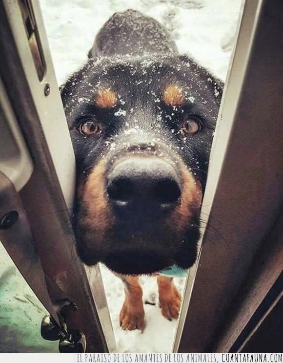 can,nieve,perro,puerta